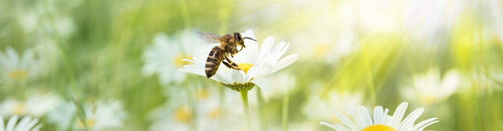 fondo imagen abeja flor